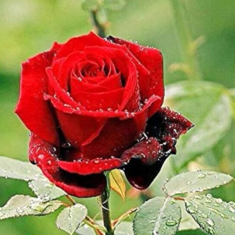 Profile picture of Ananya